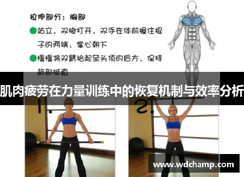 肌肉疲劳在力量训练中的恢复机制与效率分析